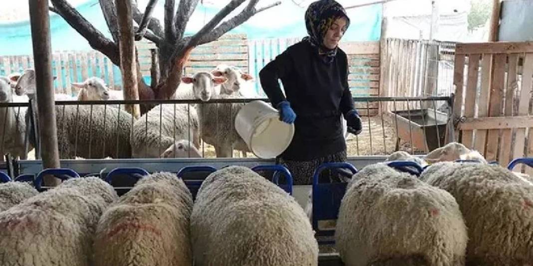 3 koyunla başlayan üretim serüveni: Süt ürünleri üretimi ve arıcılığı da el attı 7